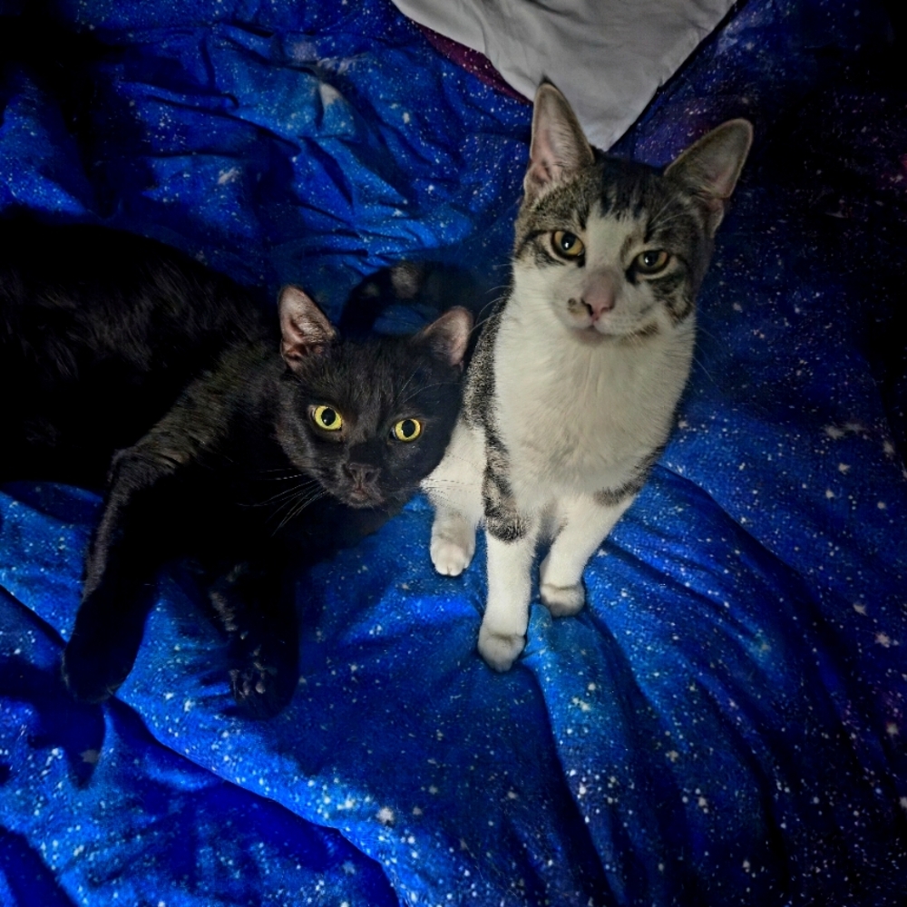 Meet your Poshers, Lindsay And Tony